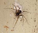 Linyphia_hortensis_D5215_O_88_Les Gris_Frankrijk